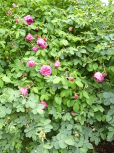 Roses at Le Jardin des Plantes