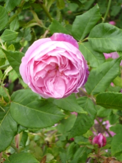 Bourbon Rose "La Reine Victoria" at Le Jardin des Plantes