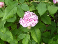 Rose at Le Jardin des Plantes
