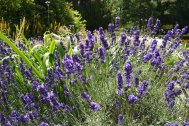 Lavender (Hidcote Blue)